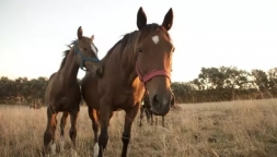 Ingestão de fezes pelos equinos