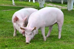 Carne suína, segura e saudável!