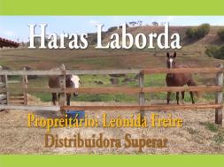 Homeopatia Hágil - Haras Laborda - Máximo L nos garanhões