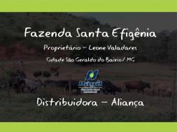 Homeopatia Hágil - Fazenda Santa Efigênia - São Geraldo do Baixio / MG