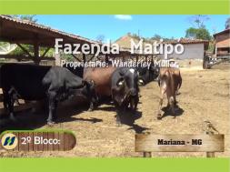 Homeopatia Hágil - Fazenda Matipó Bloco 2 Mix