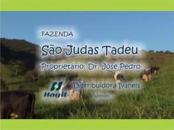 Homeopatia Hágil - Sítio São Judas Tadeu - São Lourenço - MG